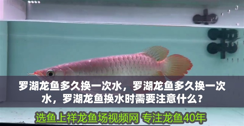 羅湖龍魚多久換一次水，羅湖龍魚多久換一次水，羅湖龍魚換水時需要注意什么？
