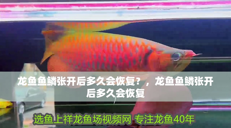 龍魚魚鱗張開后多久會恢復？，龍魚魚鱗張開后多久會恢復