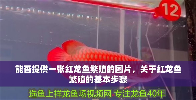 能否提供一張紅龍魚繁殖的圖片，關于紅龍魚繁殖的基本步驟