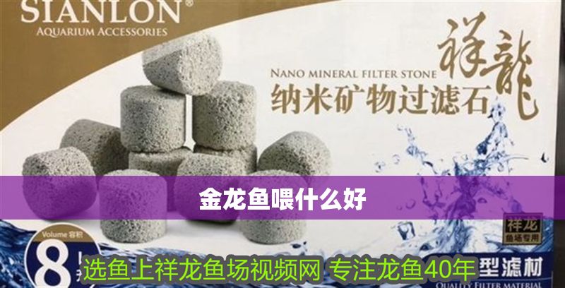金龍魚喂什么好