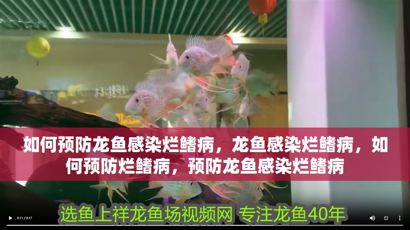 如何預(yù)防龍魚感染爛鰭病，龍魚感染爛鰭病，如何預(yù)防爛鰭病，預(yù)防龍魚感染爛鰭病