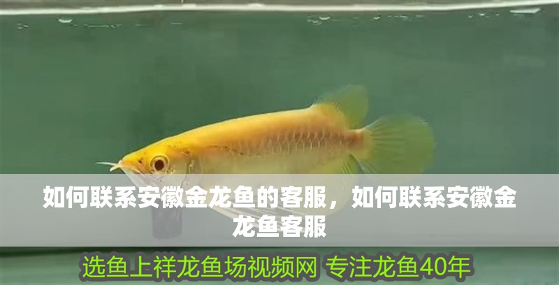 如何聯系安徽金龍魚的客服，如何聯系安徽金龍魚客服