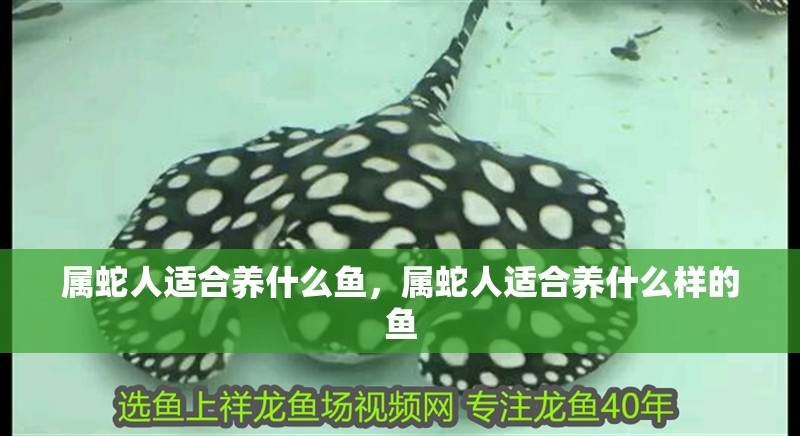 屬蛇人適合養(yǎng)什么魚(yú)，屬蛇人適合養(yǎng)什么樣的魚(yú)