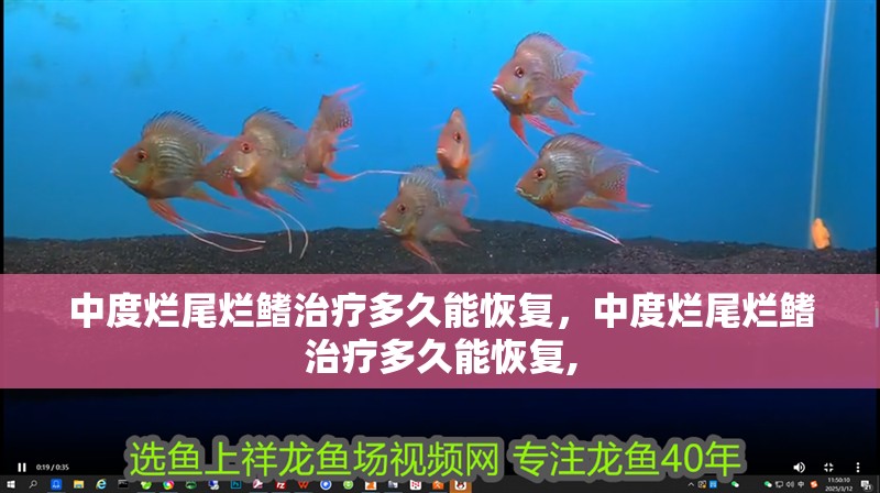 中度爛尾爛鰭治療多久能恢復(fù)，中度爛尾爛鰭治療多久能恢復(fù),