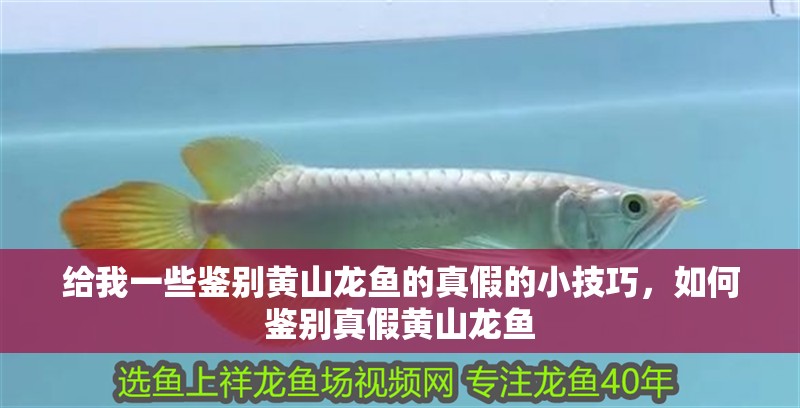 給我一些鑒別黃山龍魚的真假的小技巧，如何鑒別真假黃山龍魚