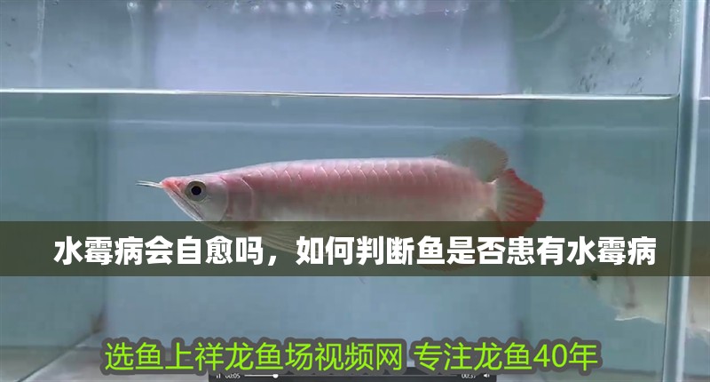 水霉病會自愈嗎，如何判斷魚是否患有水霉病