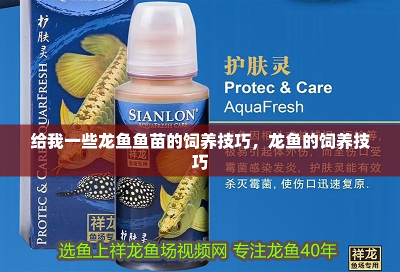 給我一些龍魚魚苗的飼養(yǎng)技巧，龍魚的飼養(yǎng)技巧