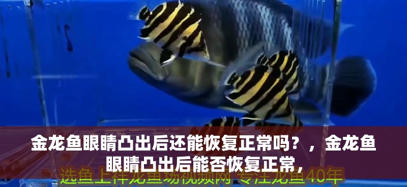 金龍魚眼睛凸出后還能恢復正常嗎？，金龍魚眼睛凸出后能否恢復正常，