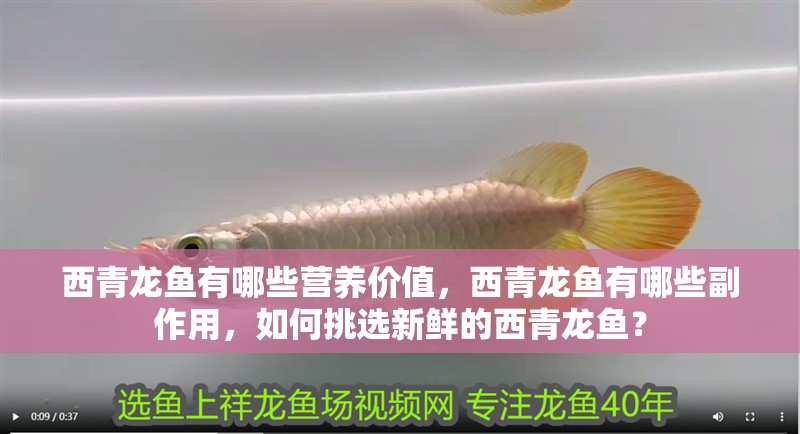 西青龍魚有哪些營養(yǎng)價值，西青龍魚有哪些副作用，如何挑選新鮮的西青龍魚？