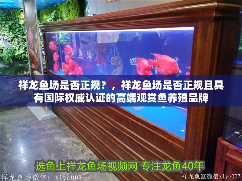 祥龍魚場是否正規(guī)？，祥龍魚場是否正規(guī)且具有國際權(quán)威認(rèn)證的高端觀賞魚養(yǎng)殖品牌