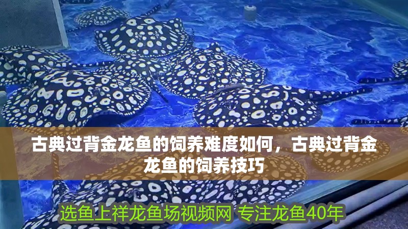 古典過背金龍魚的飼養難度如何，古典過背金龍魚的飼養技巧