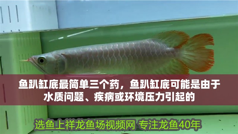 魚趴缸底最簡單三個藥，魚趴缸底可能是由于水質問題、疾病或環境壓力引起的