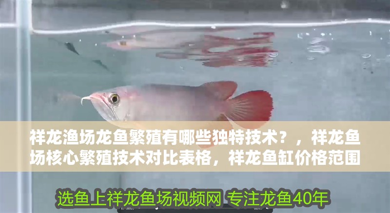 祥龍漁場龍魚繁殖有哪些獨特技術？，祥龍魚場核心繁殖技術對比表格，祥龍魚缸價格范圍是多少