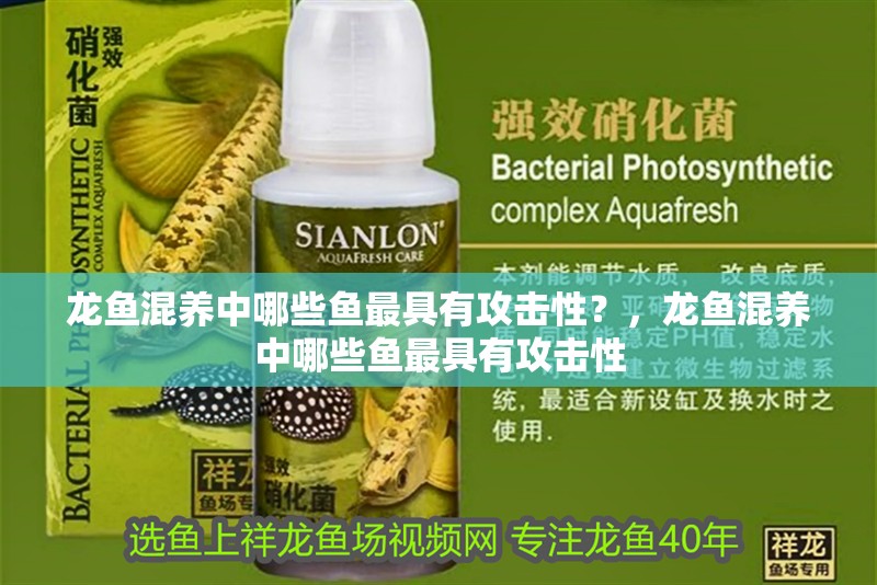 龍魚混養(yǎng)中哪些魚最具有攻擊性？，龍魚混養(yǎng)中哪些魚最具有攻擊性
