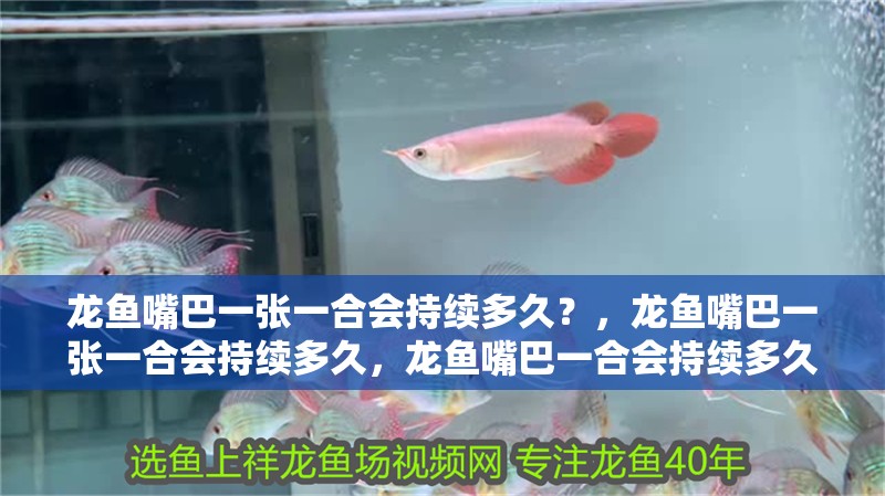 龍魚嘴巴一張一合會持續多久？，龍魚嘴巴一張一合會持續多久，龍魚嘴巴一合會持續多久