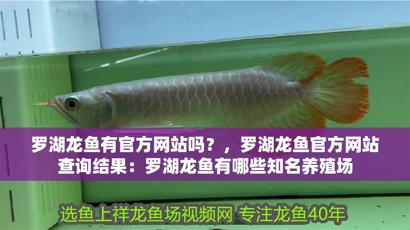 羅湖龍魚有官方網站嗎？，羅湖龍魚官方網站查詢結果：羅湖龍魚有哪些知名養殖場