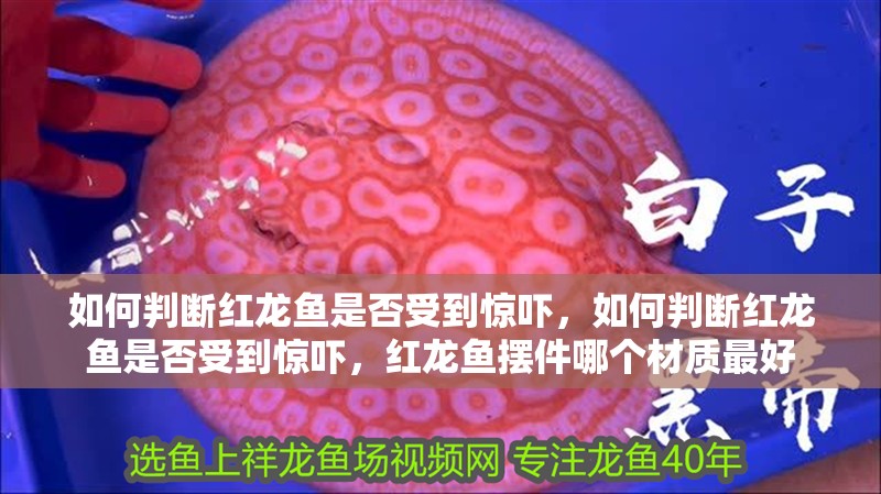 如何判斷紅龍魚是否受到驚嚇，如何判斷紅龍魚是否受到驚嚇，紅龍魚擺件哪個材質最好