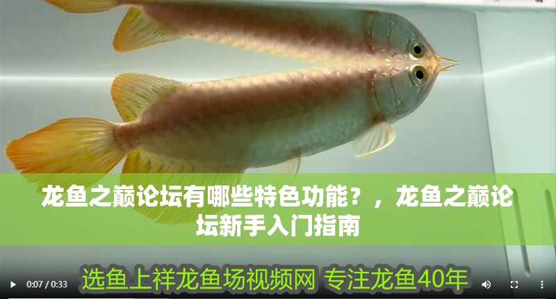 龍魚之巔論壇有哪些特色功能？，龍魚之巔論壇新手入門指南