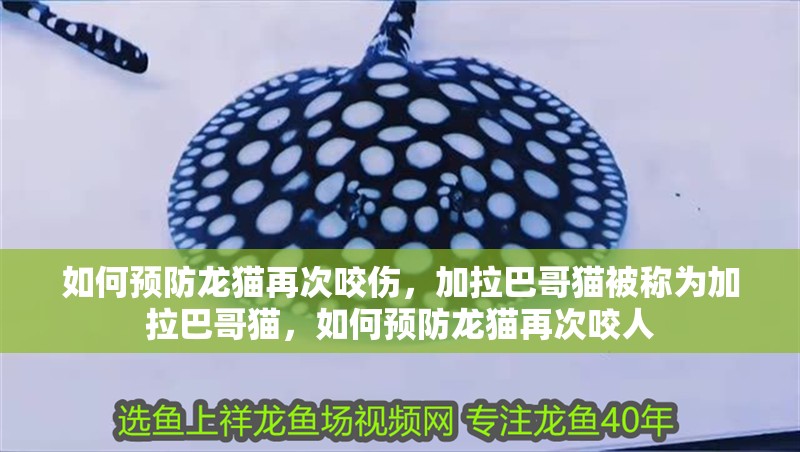 如何預防龍貓再次咬傷，加拉巴哥貓被稱為加拉巴哥貓，如何預防龍貓再次咬人