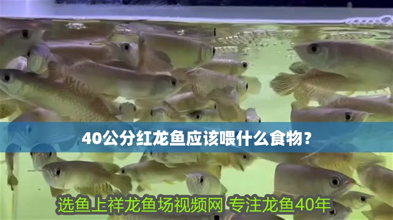 40公分紅龍魚(yú)應(yīng)該喂什么食物？