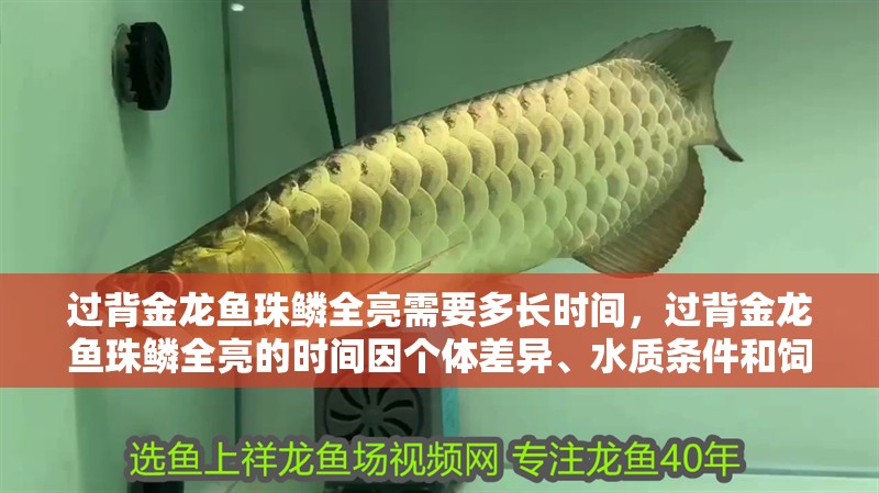 過背金龍魚珠鱗全亮需要多長時間，過背金龍魚珠鱗全亮的時間因個體差異、水質(zhì)條件和飼養(yǎng)環(huán)境等因素而異