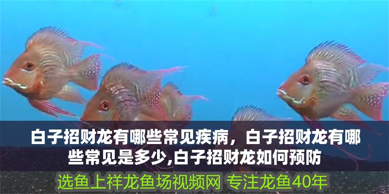 白子招財(cái)龍有哪些常見(jiàn)疾病，白子招財(cái)龍有哪些常見(jiàn)是多少,白子招財(cái)龍如何預(yù)防