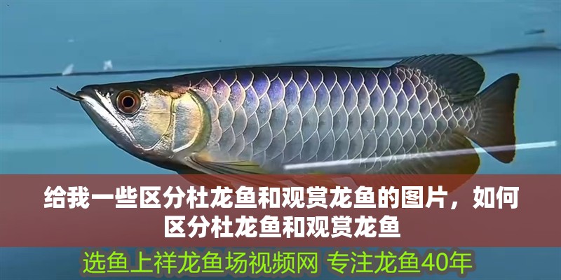 給我一些區分杜龍魚和觀賞龍魚的圖片，如何區分杜龍魚和觀賞龍魚