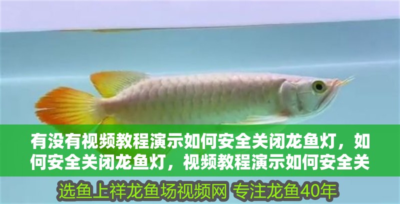有沒有視頻教程演示如何安全關(guān)閉龍魚燈，如何安全關(guān)閉龍魚燈，視頻教程演示如何安全關(guān)閉龍魚燈