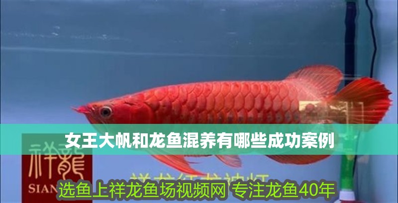 女王大帆和龍魚混養有哪些成功案例
