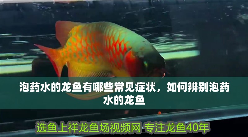 泡藥水的龍魚有哪些常見癥狀，如何辨別泡藥水的龍魚