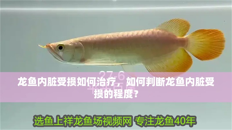 龍魚內臟受損如何治療，如何判斷龍魚內臟受損的程度？