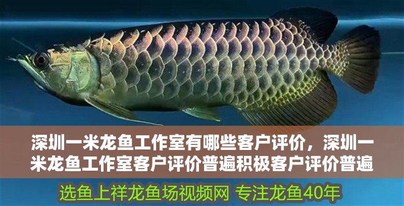 深圳一米龍魚工作室有哪些客戶評價，深圳一米龍魚工作室客戶評價普遍積極客戶評價普遍積極