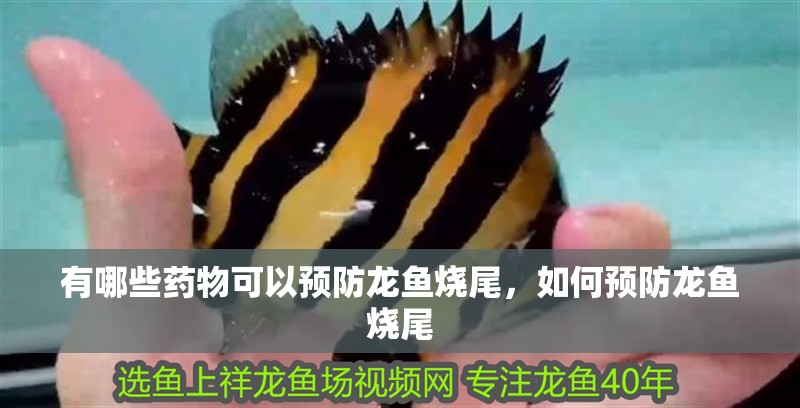 有哪些藥物可以預防龍魚燒尾，如何預防龍魚燒尾