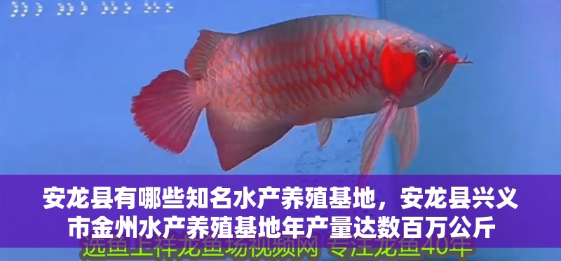 安龍縣有哪些知名水產養殖基地，安龍縣興義市金州水產養殖基地年產量達數百萬公斤