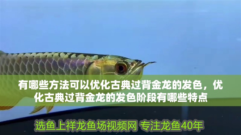 有哪些方法可以優化古典過背金龍的發色，優化古典過背金龍的發色階段有哪些特點