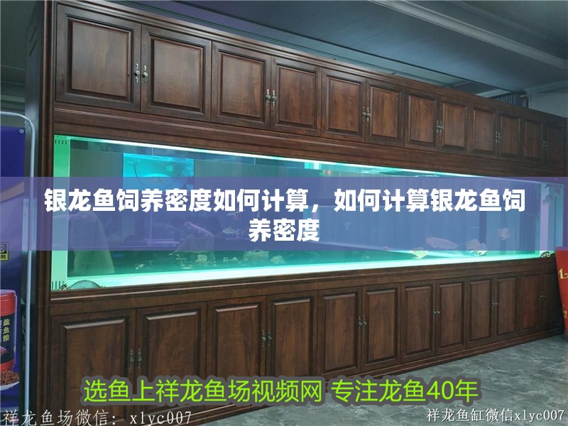 銀龍魚飼養密度如何計算，如何計算銀龍魚飼養密度