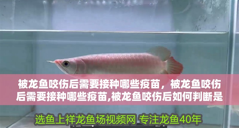 被龍魚咬傷后需要接種哪些疫苗，被龍魚咬傷后需要接種哪些疫苗,被龍魚咬傷后如何判斷是否感染細菌