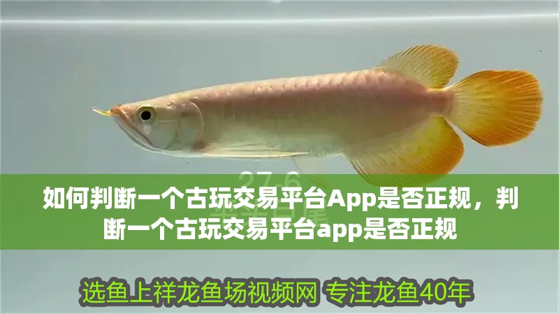 如何判斷一個古玩交易平臺App是否正規，判斷一個古玩交易平臺app是否正規