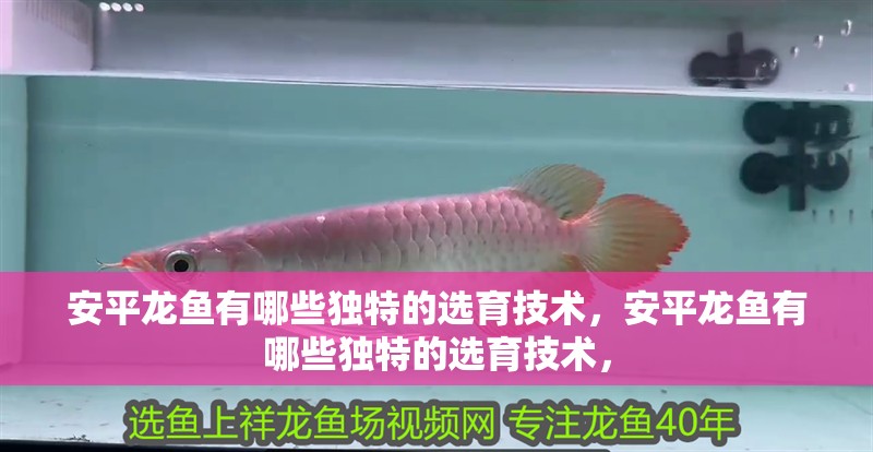 安平龍魚有哪些獨(dú)特的選育技術(shù)，安平龍魚有哪些獨(dú)特的選育技術(shù)，