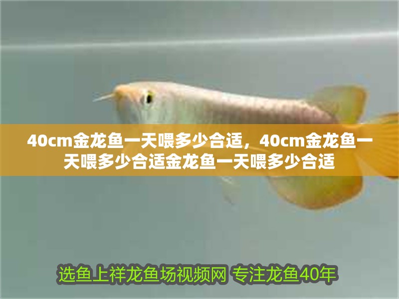 龍魚吃撐了怎么辦？