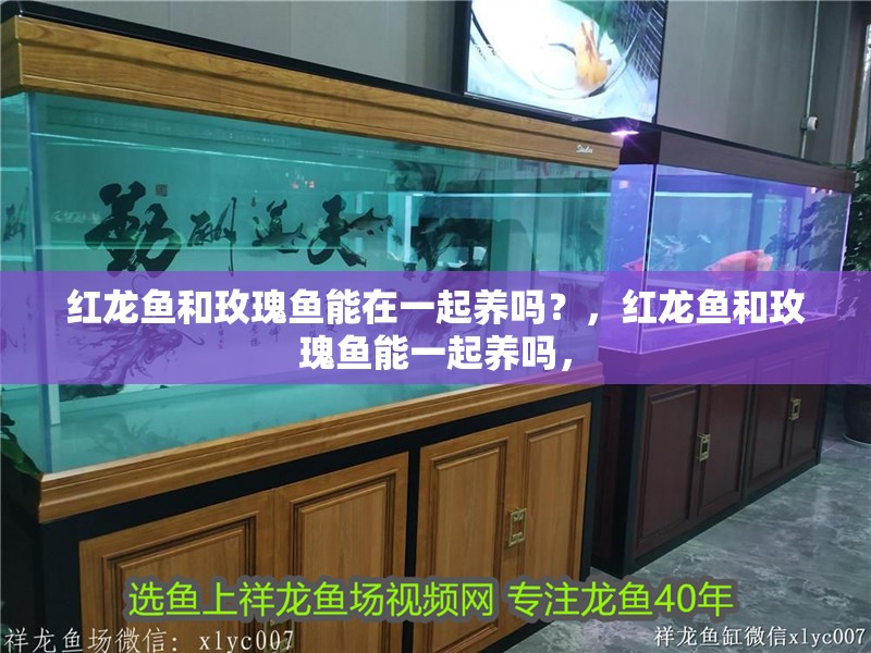 紅龍魚和玫瑰魚能在一起養嗎？，紅龍魚和玫瑰魚能一起養嗎，