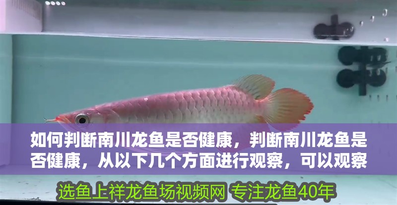 如何判斷南川龍魚是否健康，判斷南川龍魚是否健康，從以下幾個方面進行觀察，可以觀察