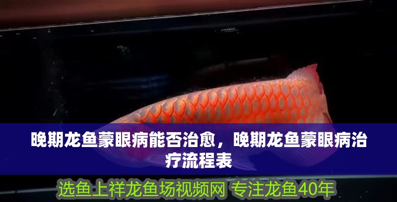晚期龍魚蒙眼病能否治愈，晚期龍魚蒙眼病治療流程表