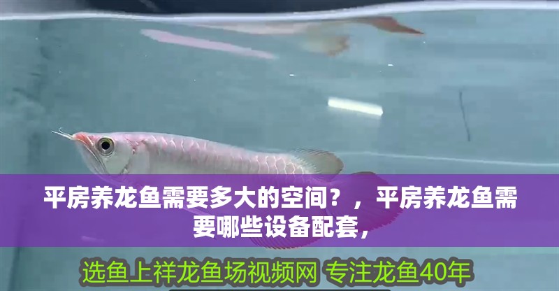 平房養龍魚需要多大的空間？，平房養龍魚需要哪些設備配套，