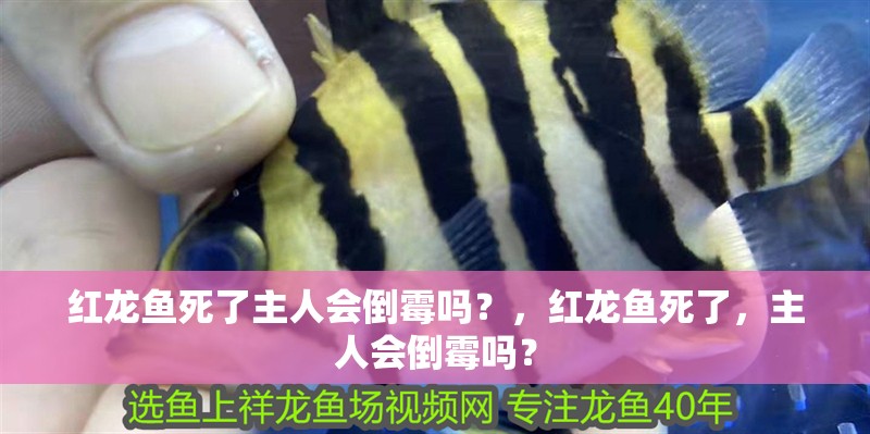 紅龍魚死了主人會倒霉嗎？，紅龍魚死了，主人會倒霉嗎？