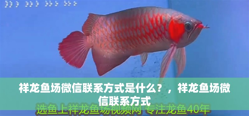 祥龍魚(yú)場(chǎng)微信聯(lián)系方式是什么？，祥龍魚(yú)場(chǎng)微信聯(lián)系方式