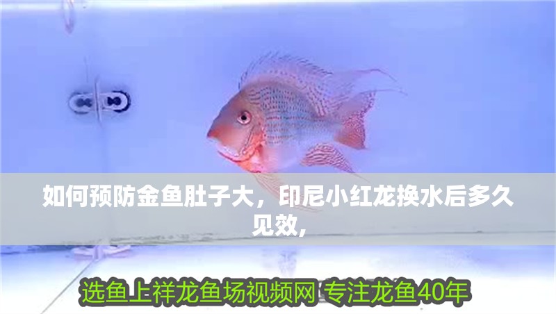 如何預防金魚肚子大，印尼小紅龍換水后多久見效,
