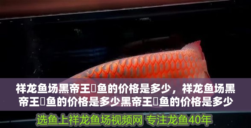 祥龍魚場黑帝王魟魚的價格是多少，祥龍魚場黑帝王魟魚的價格是多少黑帝王魟魚的價格是多少