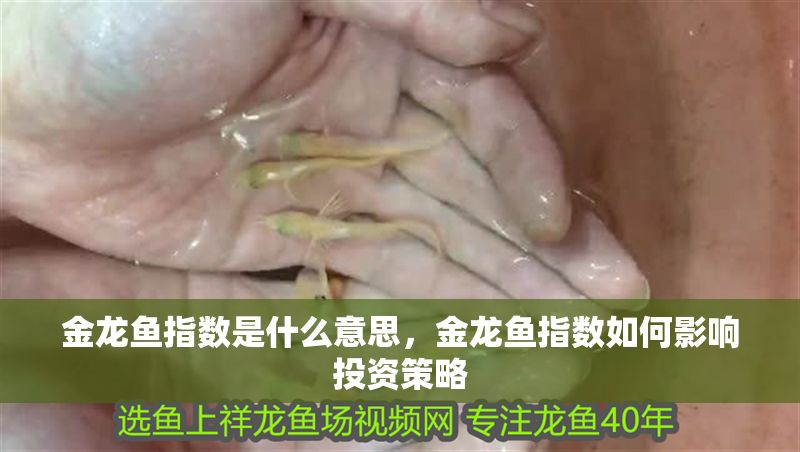 金龍魚指數(shù)是什么意思，金龍魚指數(shù)如何影響投資策略