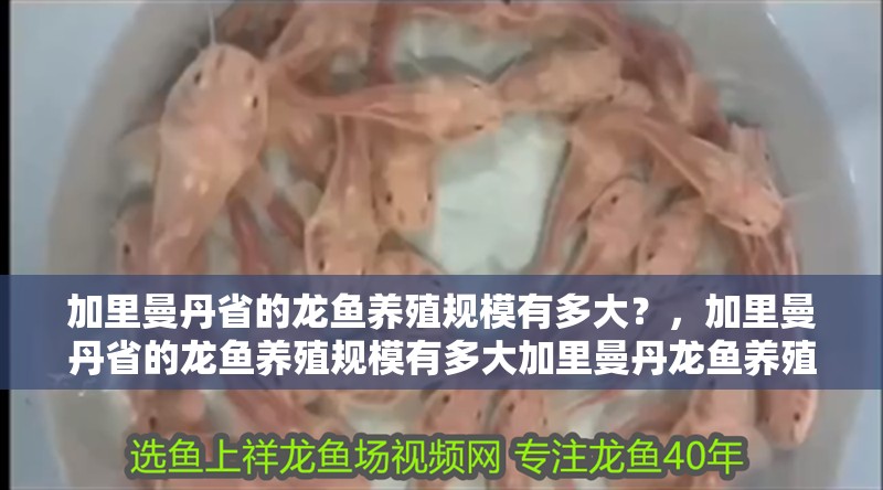 加里曼丹省的龍魚養殖規模有多大？，加里曼丹省的龍魚養殖規模有多大加里曼丹龍魚養殖規模有多大